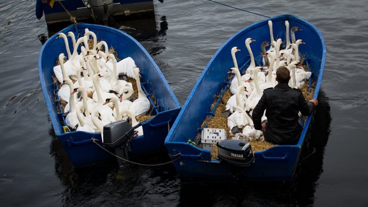 So geht es den Alsterschwänen