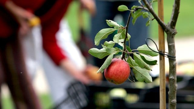 Gute Qualität eines Obstbaumes im Handel erkennt man unter anderem an der Anzahl der Seitentriebe.