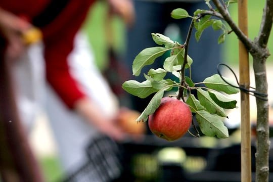 Gute Qualität eines Obstbaumes im Handel erkennt man unter anderem an der Anzahl der Seitentriebe.