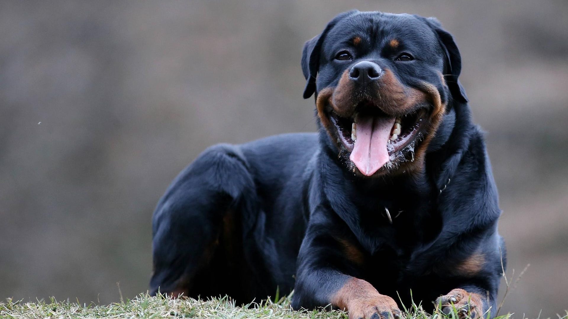 Ein Rottweiler: In Ulm kam ein Hund seinem Herrchen zu Hilfe und vertrieb einen Räuber.