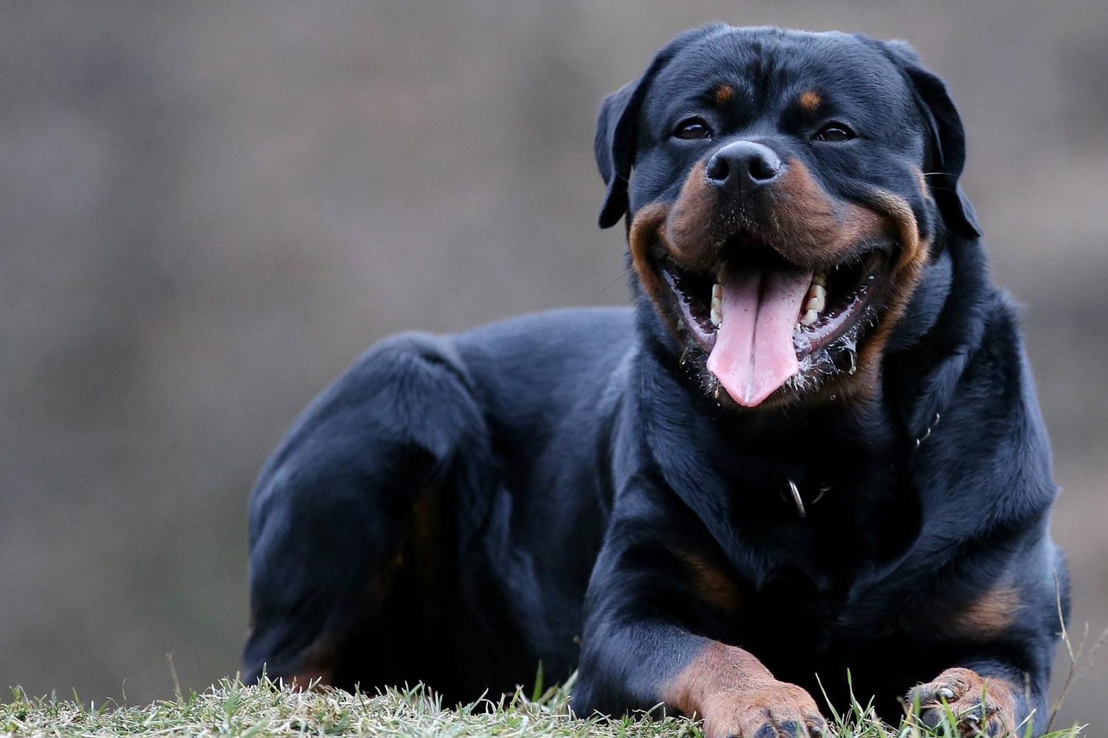 Ein Rottweiler: In Ulm kam ein Hund seinem Herrchen zu Hilfe und vertrieb einen Räuber.