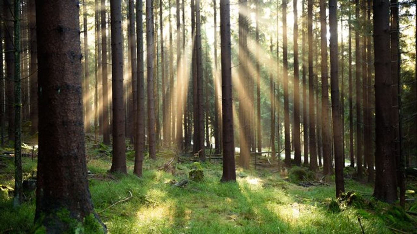 Licht und Schatten: Wald-Investments werden als nachhaltig beworben - manche gehören aber zum sogenannten grauen Kapitalmarkt, der nicht reguliert ist.