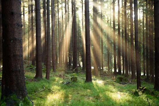 Licht und Schatten: Wald-Investments werden als nachhaltig beworben - manche gehören aber zum sogenannten grauen Kapitalmarkt, der nicht reguliert ist. Licht und Schatten: Wald-Investments werden als nachhaltig beworben - manche gehören aber zum sogenannten grauen Kapitalmarkt, der nicht reguliert ist.