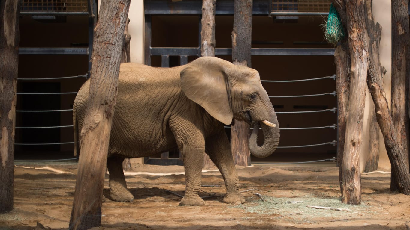 Elefantendame Mwana: Die Dickhäuterin muss nun lernen, mit ihrem neuen Handicap umzugehen (Archivbild).