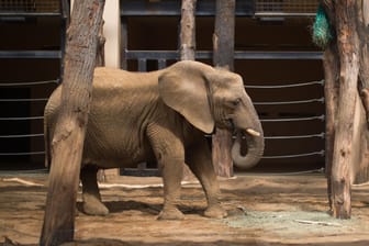 Elefantendame Mwana: Die Dickhäuterin muss nun lernen, mit ihrem neuen Handicap umzugehen (Archivbild).