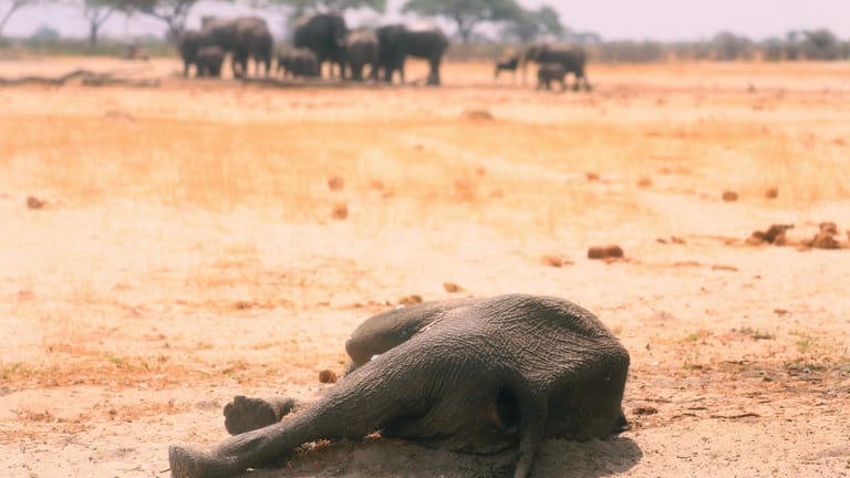 Der Kadawer eines Elefanten: Die Ranger des Hwange-Nationalparks hatten noch versucht, Wasser aus Bohrlöchern zu pumpen – doch es reichte nicht für alle Elefanten.