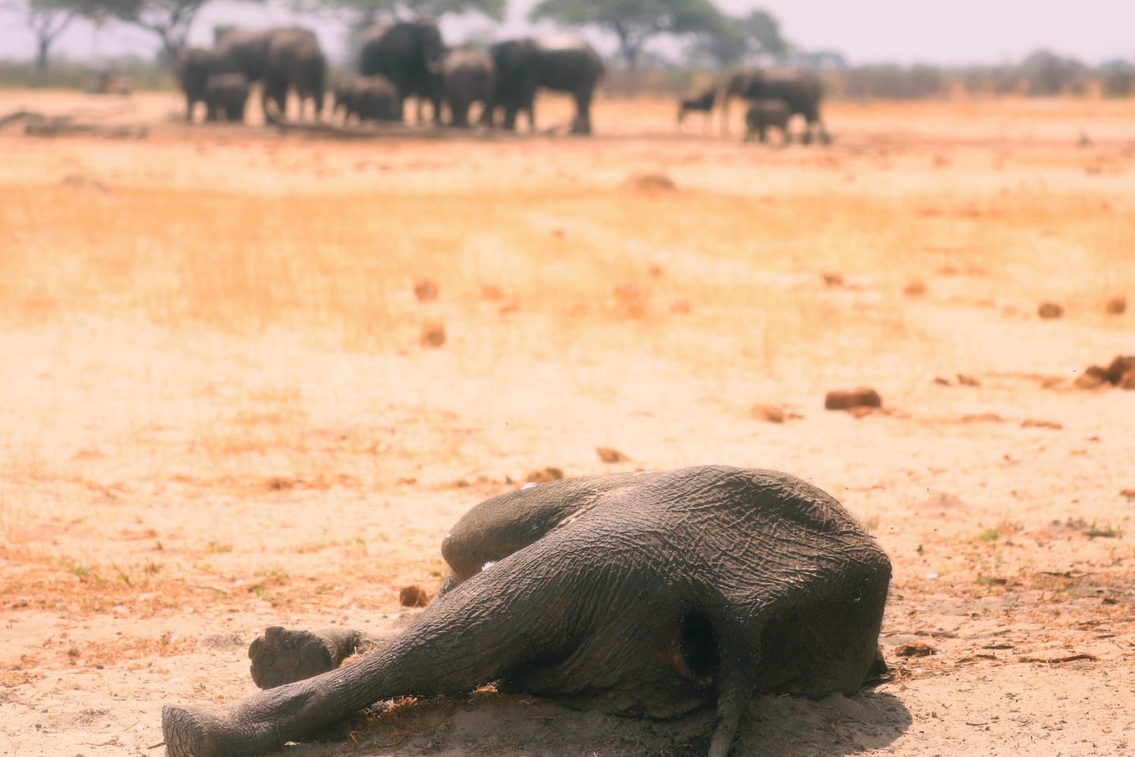 Der Kadawer eines Elefanten: Die Ranger des Hwange-Nationalparks hatten noch versucht, Wasser aus Bohrlöchern zu pumpen – doch es reichte nicht für alle Elefanten.