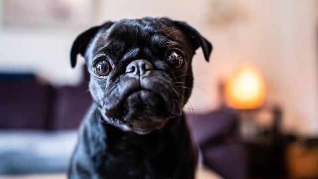 Die Mops-Hündin "Edda" beschäftigt jetzt auch das Landgericht Münster.