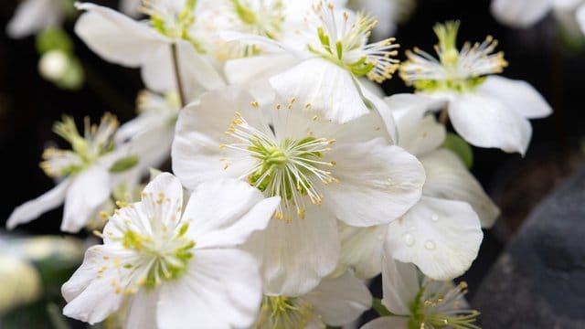 Woher die Christrose ihren Namen hat, ist nicht überliefert.