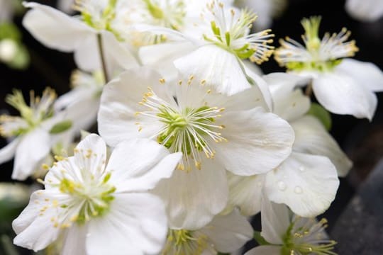 Woher die Christrose ihren Namen hat, ist nicht überliefert.