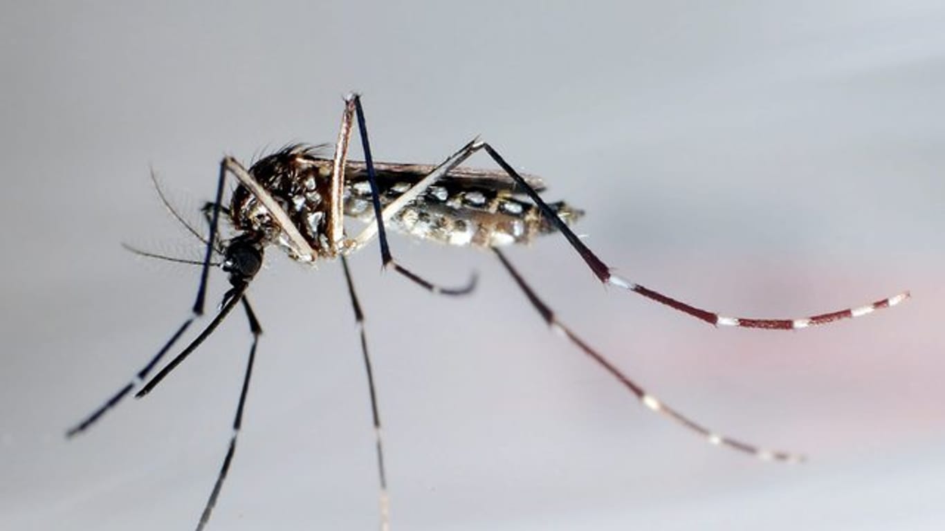 Durch den Klimawandel nehmen auch die von Mücken übertragenen Erkrankungen wie Dengue zu.