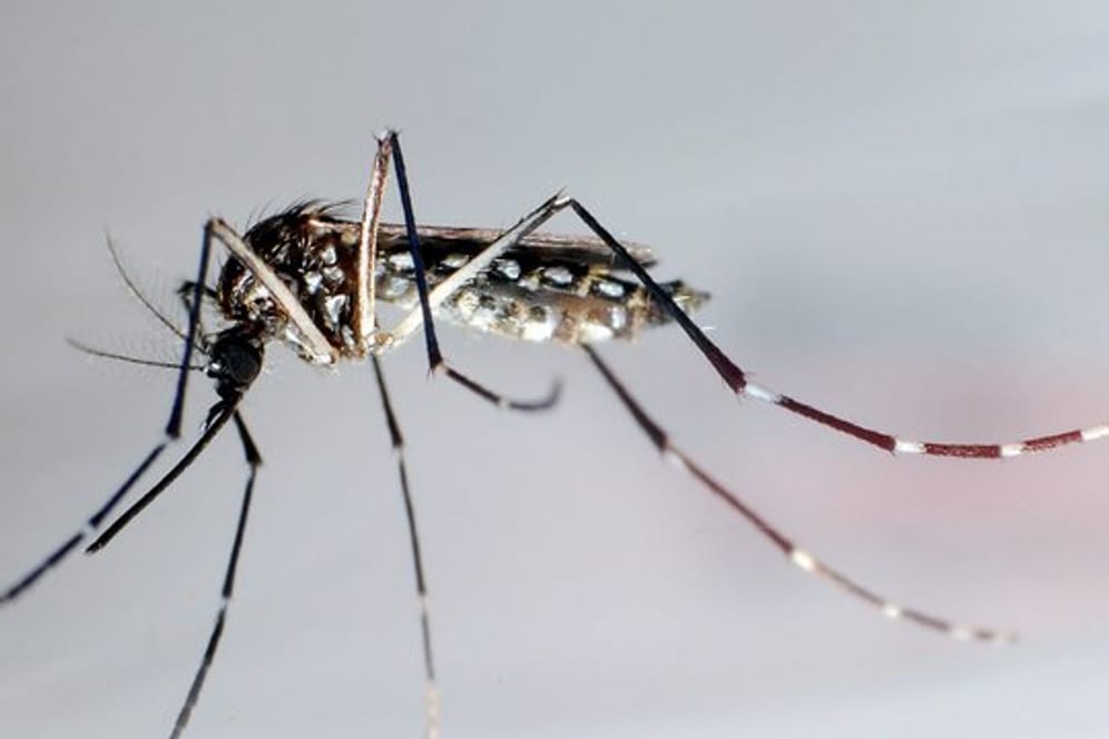 Durch den Klimawandel nehmen auch die von Mücken übertragenen Erkrankungen wie Dengue zu.
