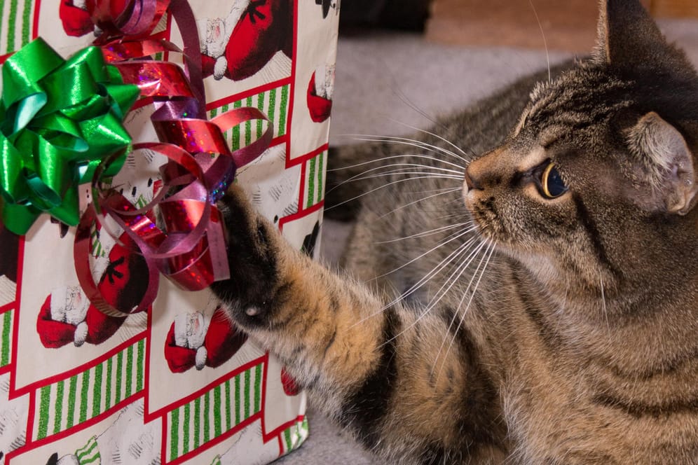 Eine Katze spielt mit einem Geschenk: Besonders an Weihnachten kann ihr Spieltrieb gefährlich für Katzen werden.