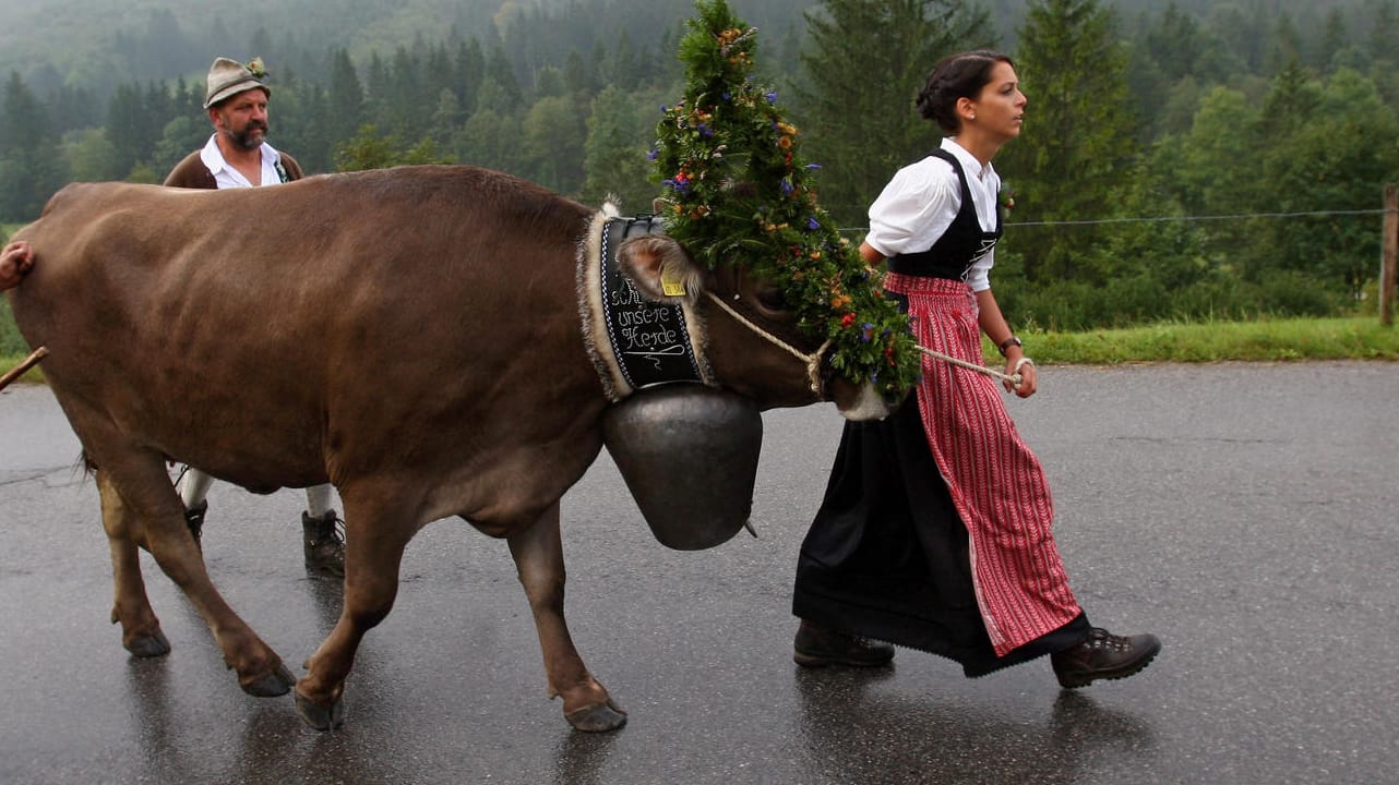 Almabtrieb im Allgäu (Archivbild): Der Reiseführer "Lonely Planet" empfiehlt den Brauch als besonderes Erlebnis.