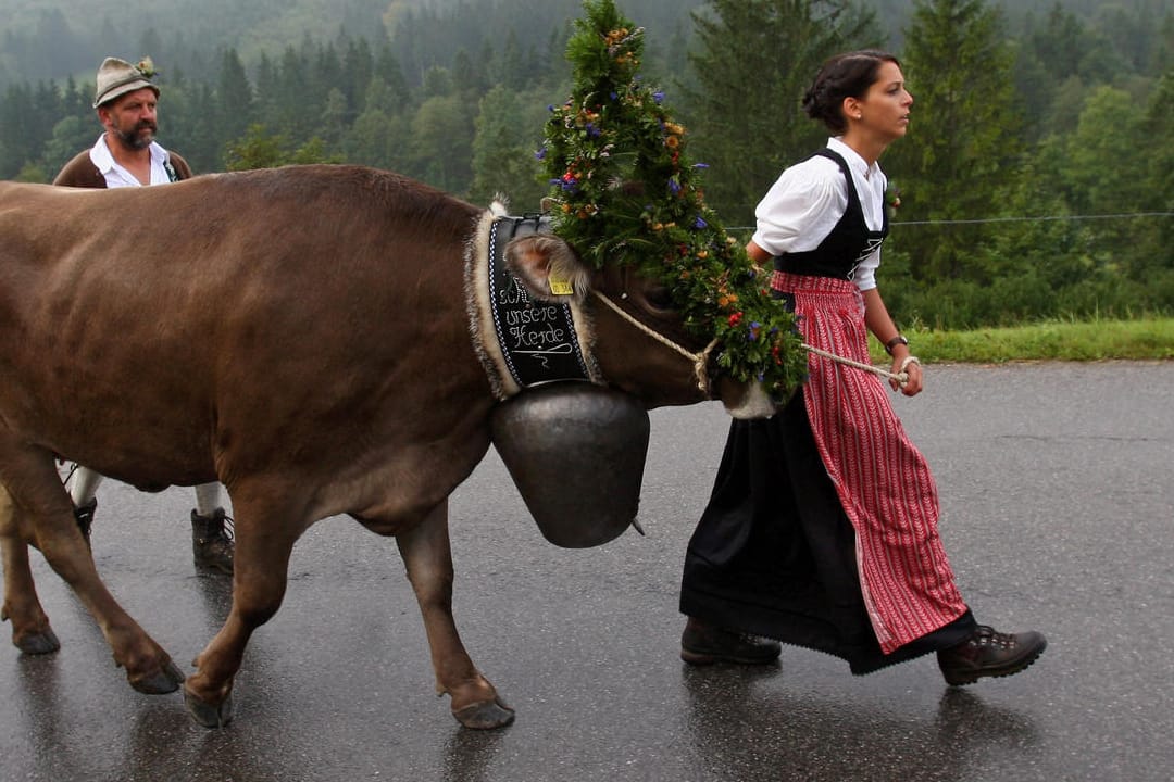 Almabtrieb im Allgäu (Archivbild): Der Reiseführer "Lonely Planet" empfiehlt den Brauch als besonderes Erlebnis.