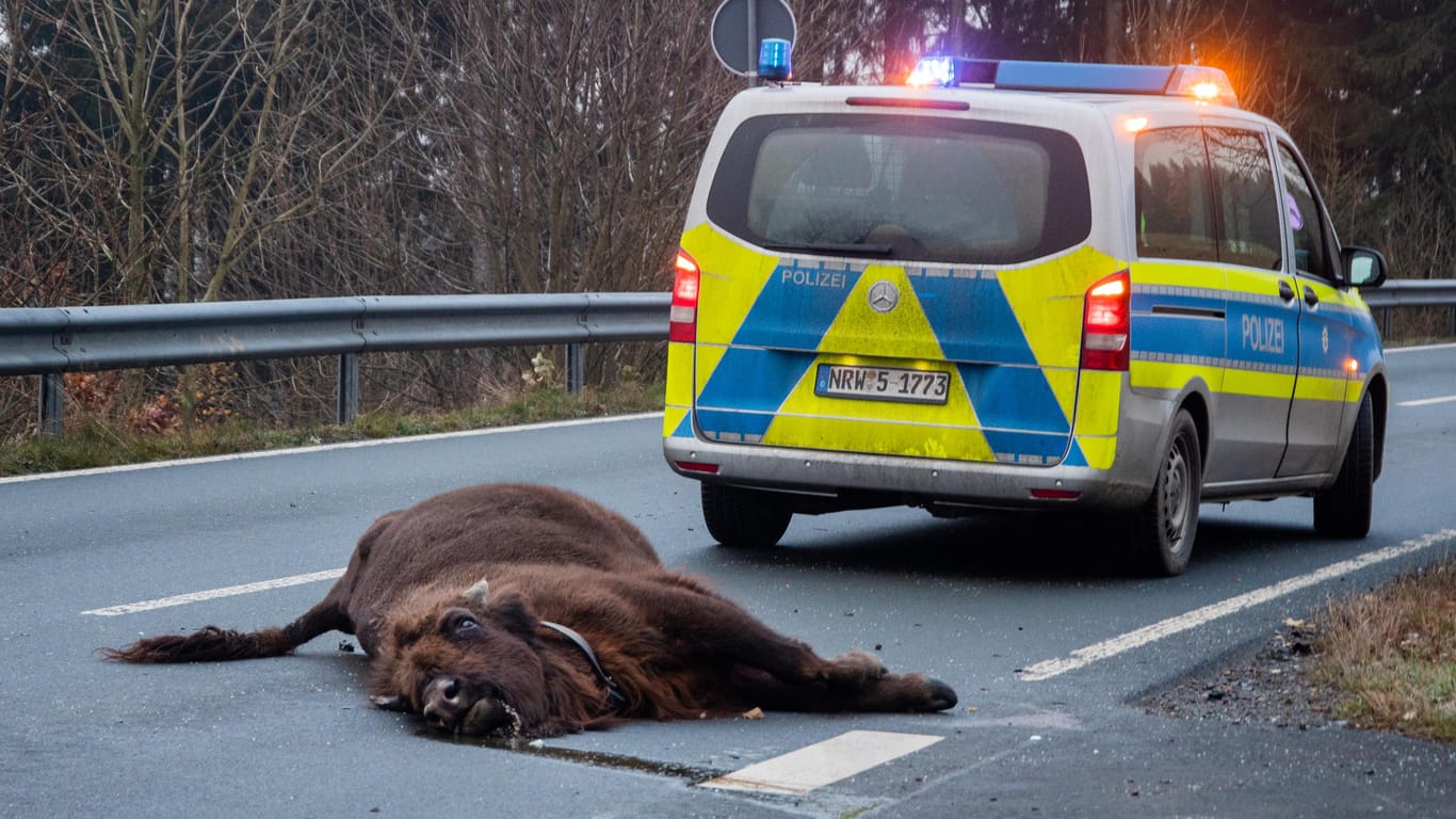 Das tote Tier liegt auf der Straße: Das Wisent war mit einem Auto zusammengeprallt.