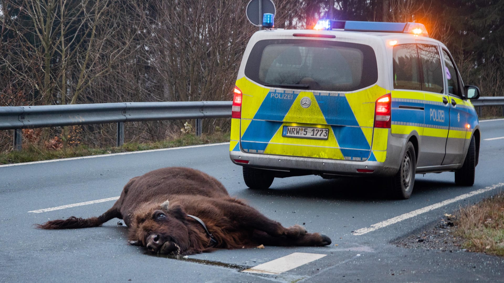 Das tote Tier liegt auf der Straße: Das Wisent war mit einem Auto zusammengeprallt. Das tote Tier liegt auf der Straße: Das Wisent war mit einem Auto zusammengeprallt.