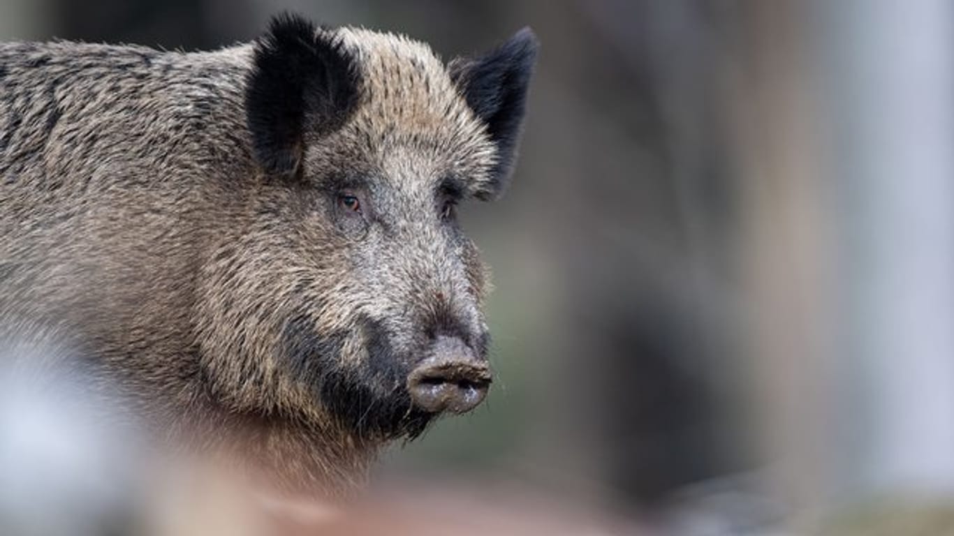 Bei einem Wildschwein, das im polnischen Kreis Wschowski bei einem Wildunfall starb, wurde Schweinepest festgestellt.