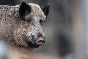 Bei einem Wildschwein, das im polnischen Kreis Wschowski bei einem Wildunfall starb, wurde Schweinepest festgestellt.