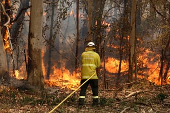 Ein Mitarbeiter der Nationalpark-Schutzkräfte bekämpft Flammen: Die Buschbrände wurden wohl an etlichen Stellen durch Brandstiftung hervorgerufen.