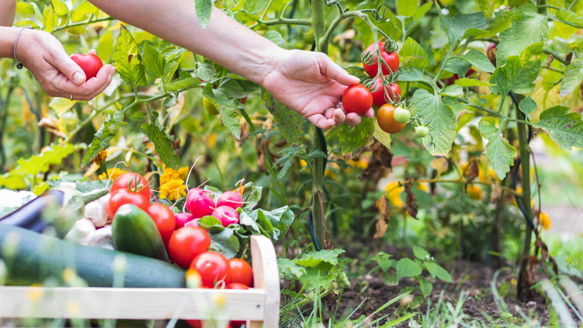 Gemüse aus dem Garten: Ein Aktivist aus den USA hat ein Jahr lang auf das Einkaufen in Geschäften verzichtet und seine Lebensmittel selbst angebaut.