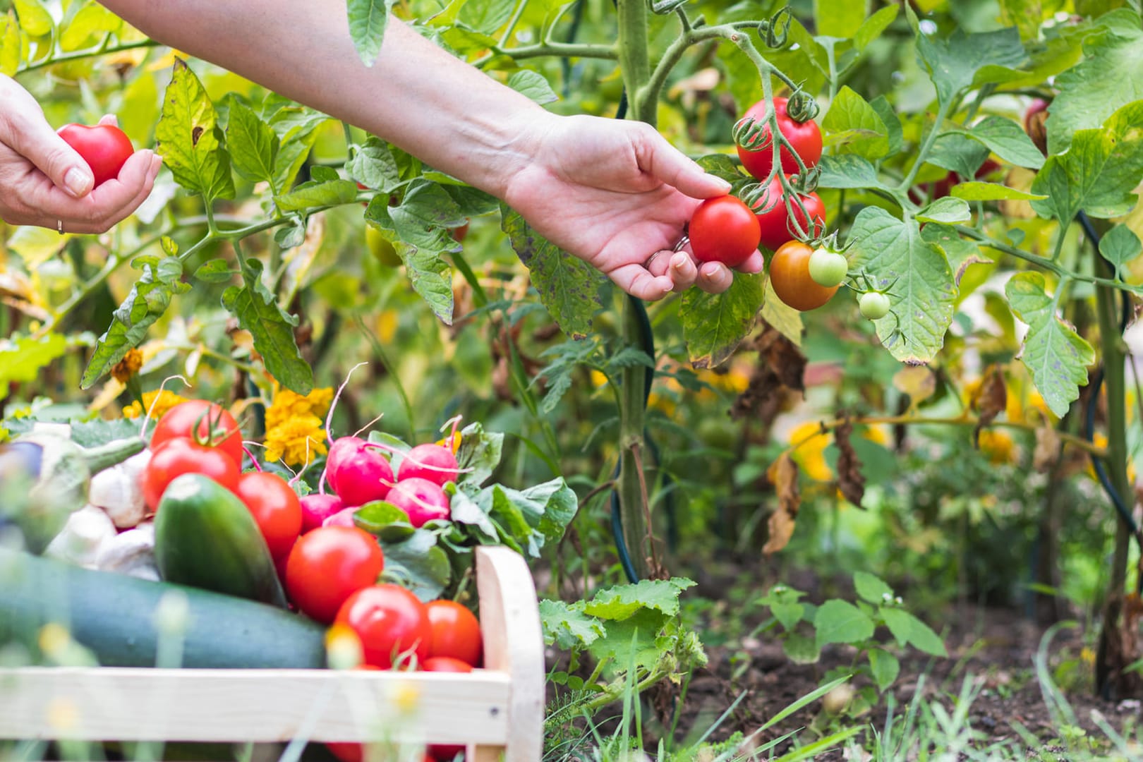 Gemüse aus dem Garten: Ein Aktivist aus den USA hat ein Jahr lang auf das Einkaufen in Geschäften verzichtet und seine Lebensmittel selbst angebaut.