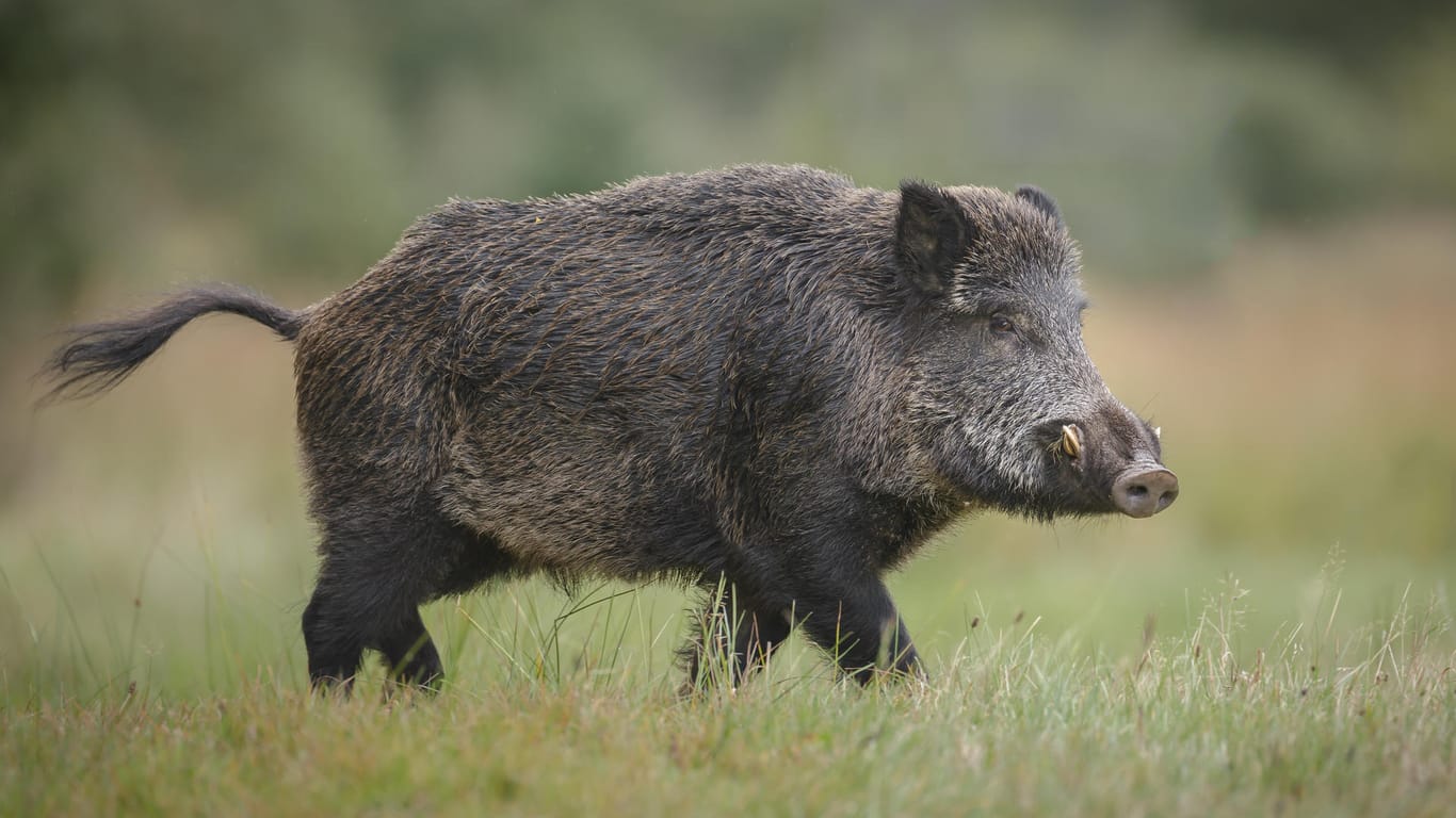 Wildschwein: Die Afrikanische Schweinepest ist schon längst nicht mehr auf Afrika beschränkt.