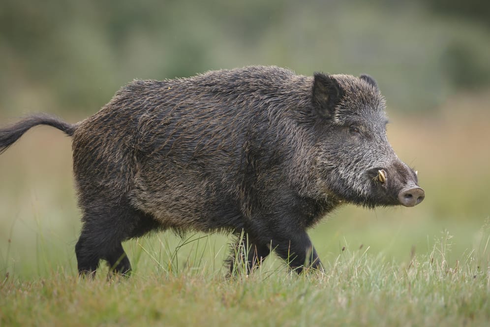 Wildschwein: Die Afrikanische Schweinepest ist schon längst nicht mehr auf Afrika beschränkt.