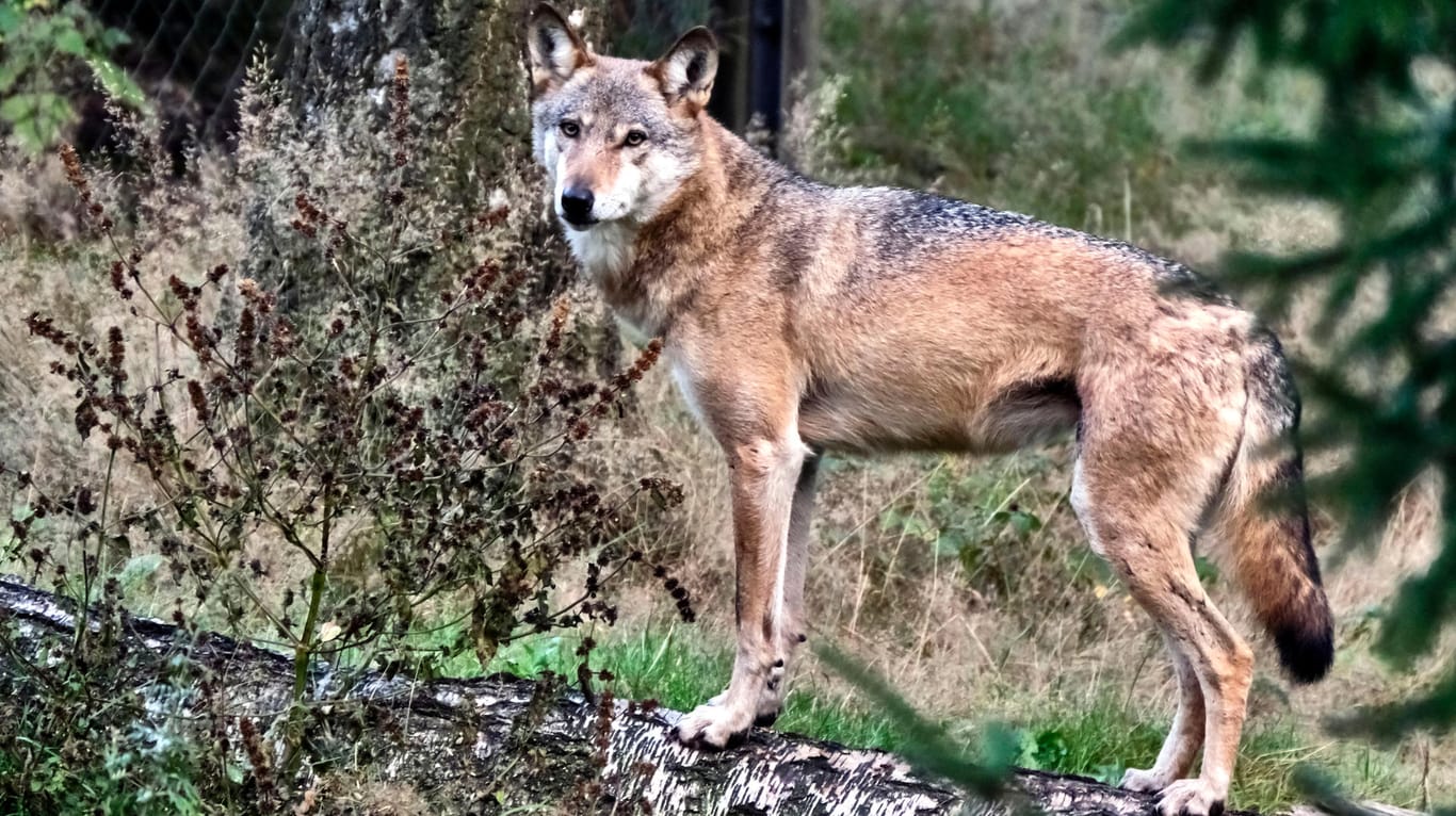 Ein Wolf: Bei dem sogenannten Problemwolf handelt es sich um einen jungen Rüden ohne Rudel, der noch kein festes Revier besitzt. (Symbolbild)