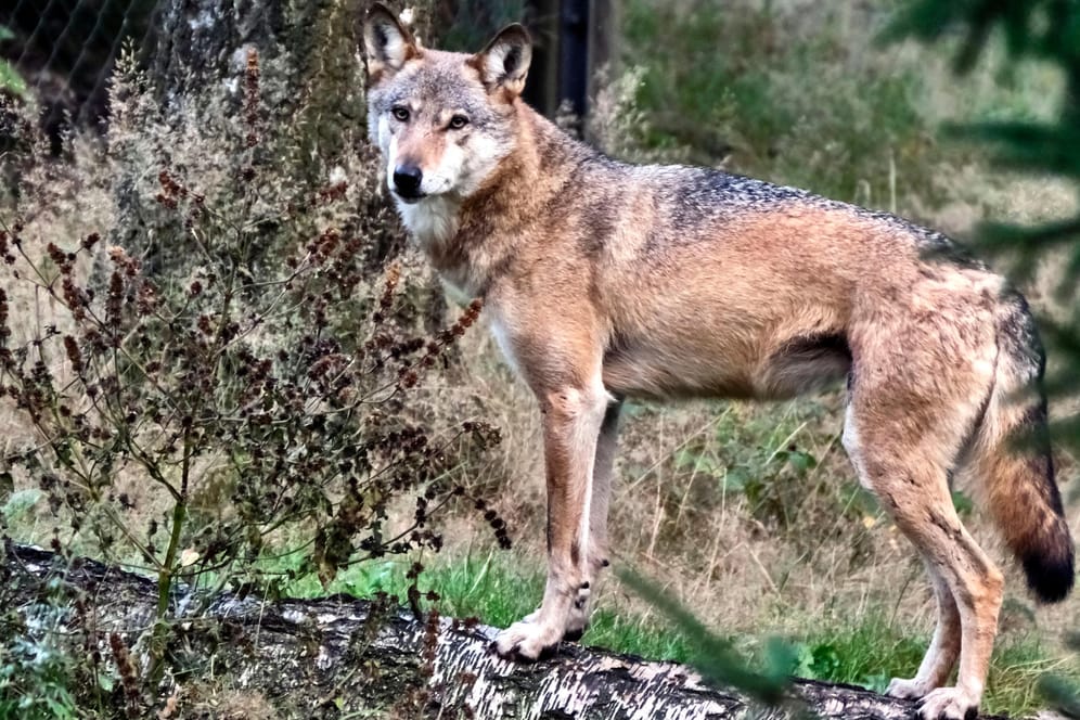 Ein Wolf: Bei dem sogenannten Problemwolf handelt es sich um einen jungen Rüden ohne Rudel, der noch kein festes Revier besitzt. (Symbolbild)