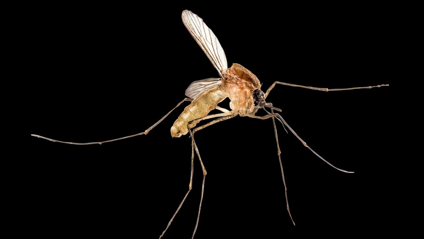 Eine Mücke: Im Winter sterben nur die männlichen Mücken – die weiblichen können weiterhin stechen. Eine Mücke: Im Winter sterben nur die männlichen Mücken – die weiblichen können weiterhin stechen.