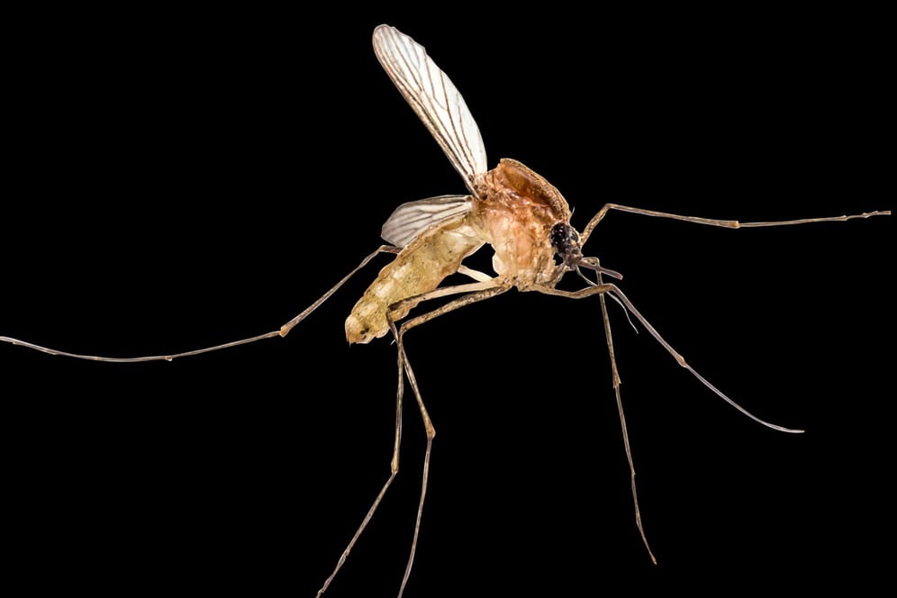 Eine Mücke: Im Winter sterben nur die männlichen Mücken – die weiblichen können weiterhin stechen.