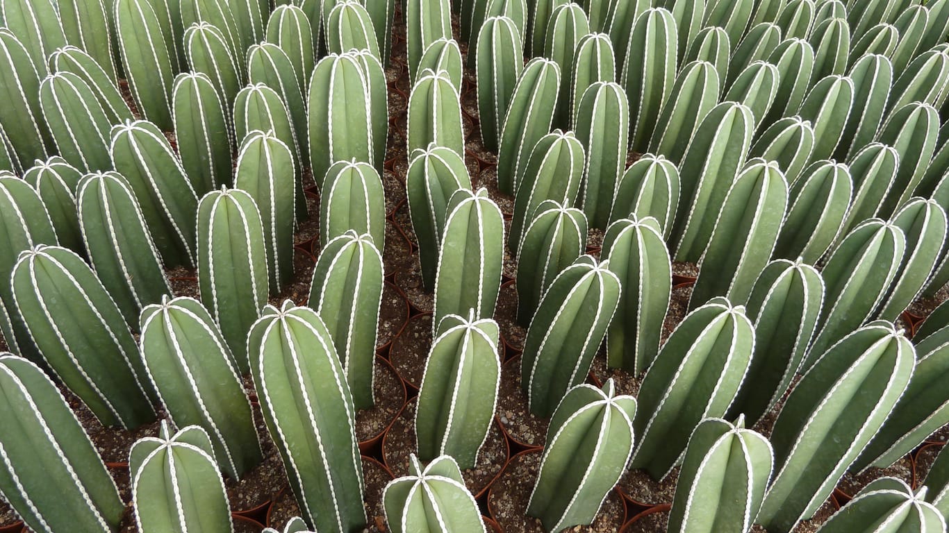 Kaktus des Jahres 2020: Die Sprosse des Gewinners wird von mehreren Rippen gegliedert.