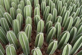 Kaktus des Jahres 2020: Die Sprosse des Gewinners wird von mehreren Rippen gegliedert.