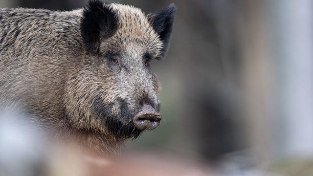 Die Afrikanische Schweinepest war zunächst bei einem Wildschwein in Polen festgestellt worden.