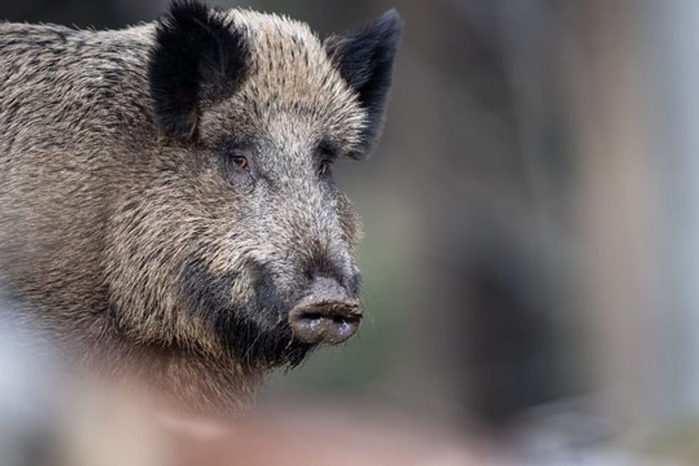 Die Afrikanische Schweinepest war zunächst bei einem Wildschwein in Polen festgestellt worden.
