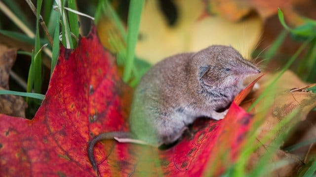 Eine Spitzmaus