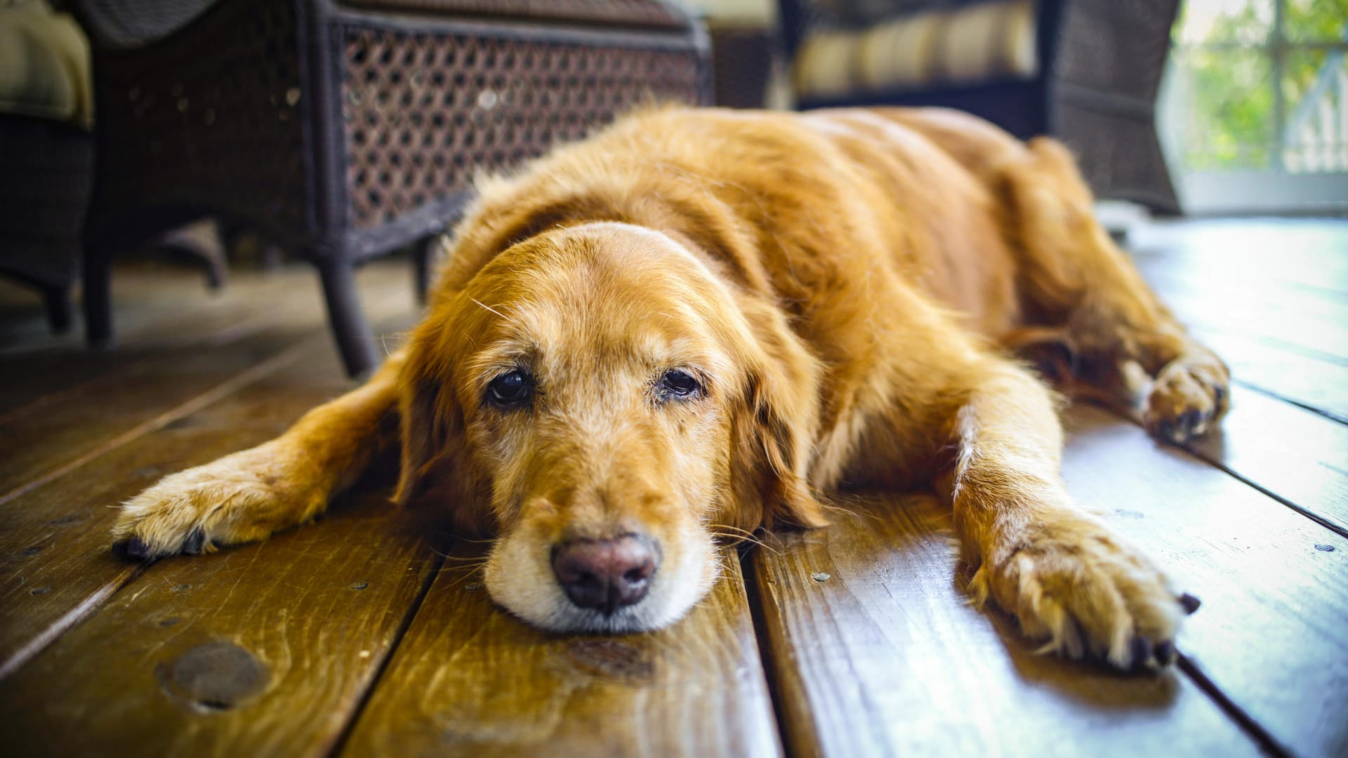 Hund: Das Altern bei Hunden ist ein schleichender Prozess.