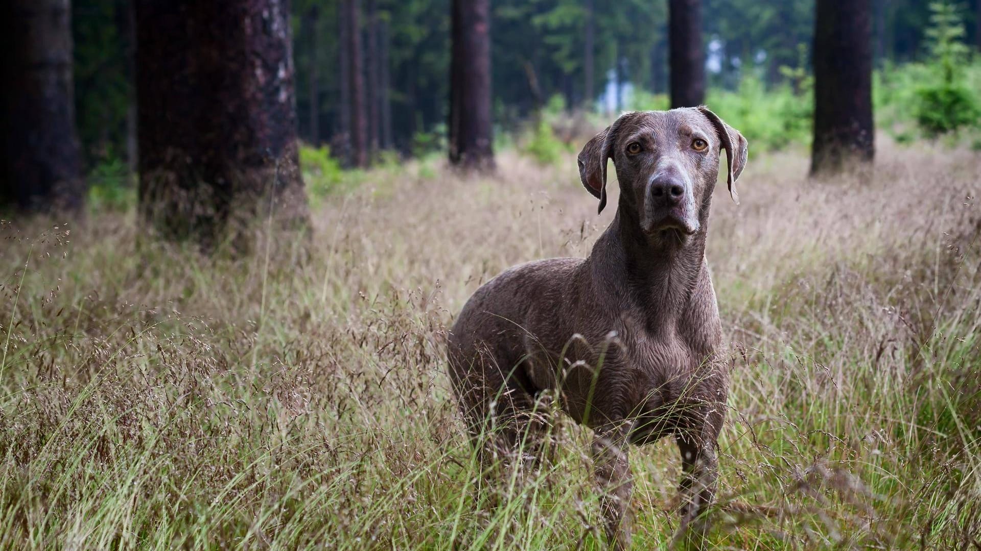 Weimaraner Jagdhund im Wald (Symbolbild): Es wurden Proben von mehr als 90 Hunden genommen, von denen sich viele an der Jagd beteiligten.