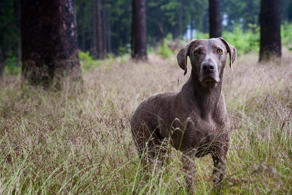Weimaraner Jagdhund im Wald (Symbolbild): Es wurden Proben von mehr als 90 Hunden genommen, von denen sich viele an der Jagd beteiligten.