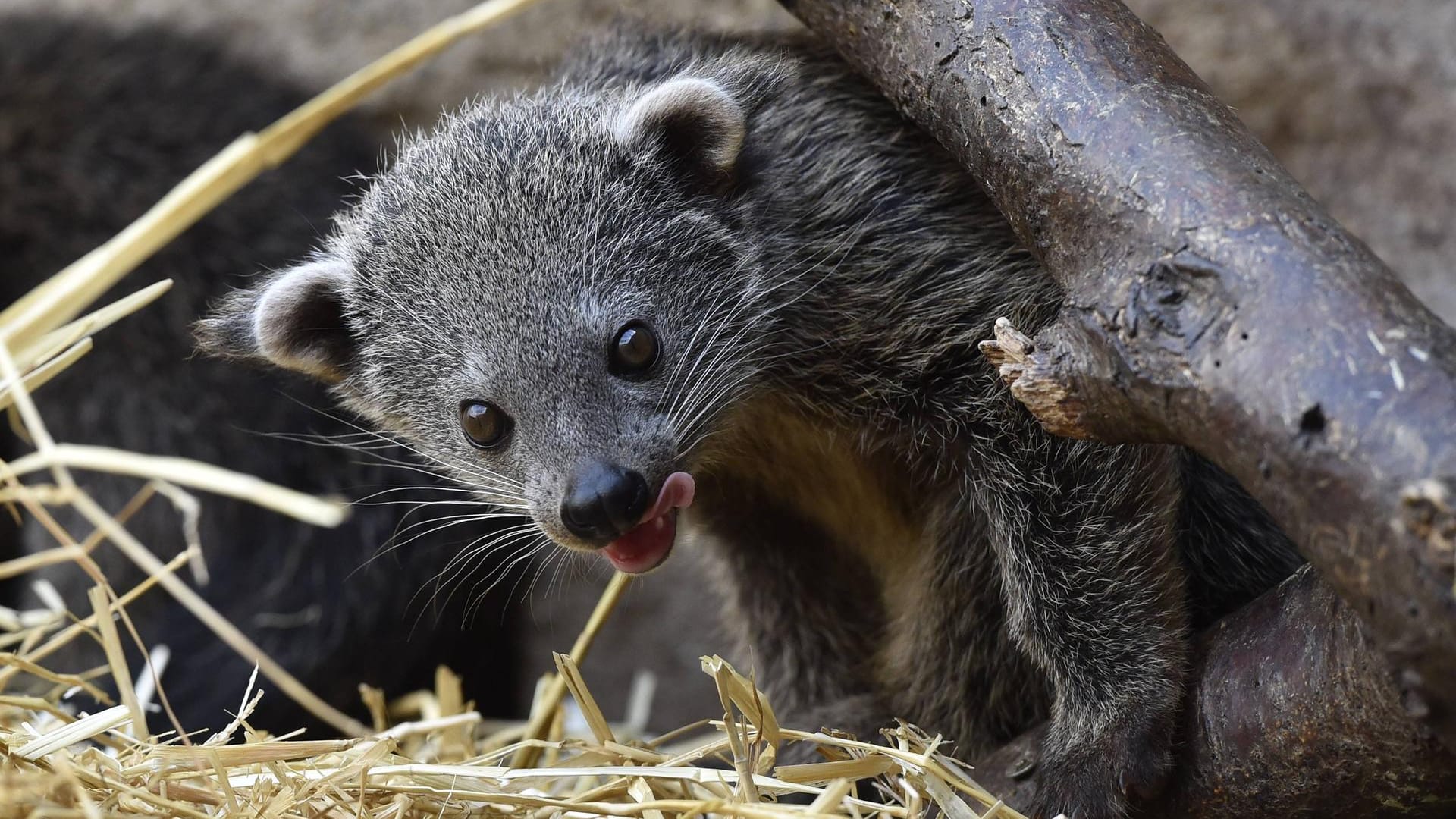 Ein junges Binturong: Im Dortmunder Zoo sind zwei Exemplare eingezogen, und zwar Schwestern. Ein junges Binturong: Im Dortmunder Zoo sind zwei Exemplare eingezogen, und zwar Schwestern.