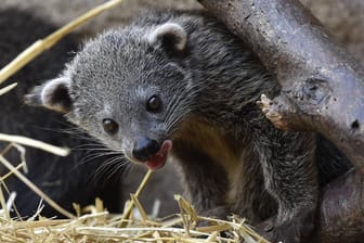 Ein junges Binturong: Im Dortmunder Zoo sind zwei Exemplare eingezogen, und zwar Schwestern.