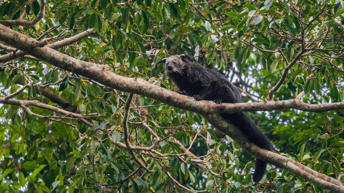 Ein Binturong im Baum: Die Riesen-Schleichkatzen halten sind in der Regel in Bäumen auf.