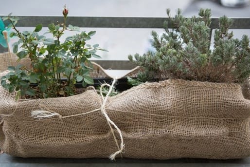 Eingepackte Pflanzen auf dem Balkon: Hobbygärtner sollten im Winter ihre Pflanzen nicht sich selbst überlassen.