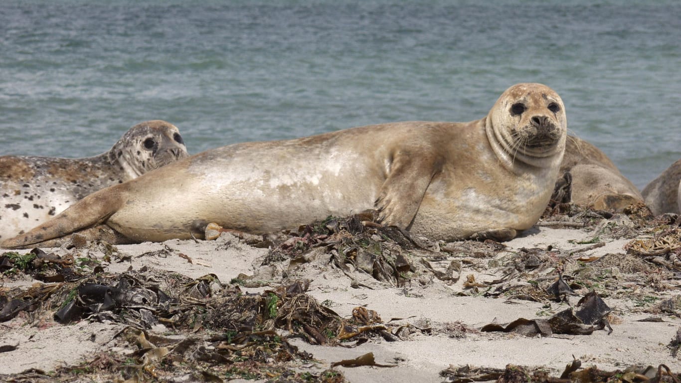 Seehunde auf Fanø: Bei winterlicher Kälte lassen sich die Tiere auf der Sandbank nicht so häufig blicken.