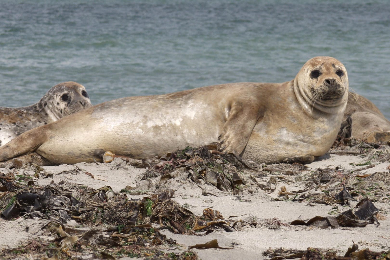 Seehunde auf Fanø: Bei winterlicher Kälte lassen sich die Tiere auf der Sandbank nicht so häufig blicken.