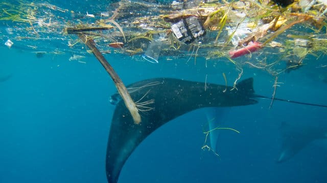 Ein Mantarochen schwimmt vor Indonesien unter Plastikmüll hindurch.