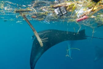 Ein Mantarochen schwimmt vor Indonesien unter Plastikmüll hindurch.