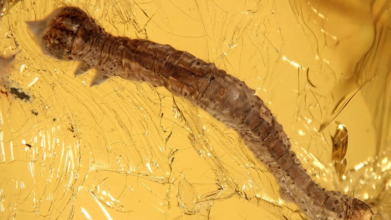 Eine 44 Millionen Jahre alte Großschmetterlingsraupe ist in Bernstein eingeschlossen: Forscher halten solche Raupen-Funde im Bernstein für eine große Seltenheit.