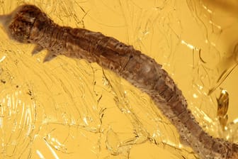 Eine 44 Millionen Jahre alte Großschmetterlingsraupe ist in Bernstein eingeschlossen: Forscher halten solche Raupen-Funde im Bernstein für eine große Seltenheit.